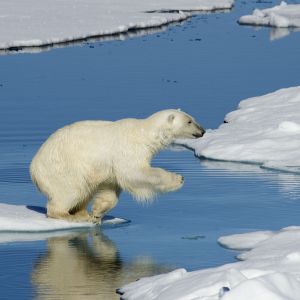 Polar Bear 1 40in x 40in.jpg